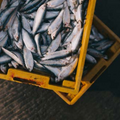 EcoScope tools and implementation of the EU fisheries action plan